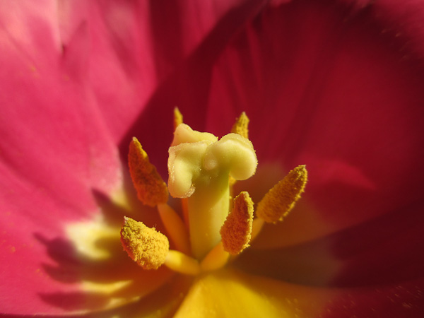a4000_macro.jpg