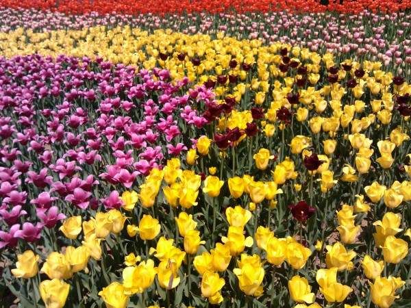 IMG_20120429_113815.jpg