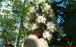 Опоздавший к обеду: обзор Sony Ericsson XPERIA X1-36 XPERIA_Shot02