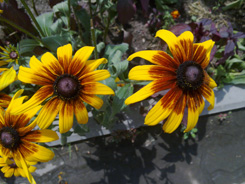 24062009057.jpg