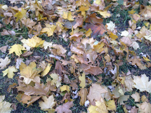 17102009033.jpg