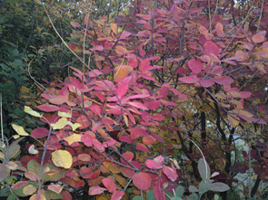 18102009025.jpg