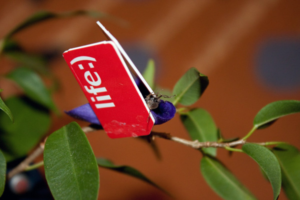 competitor42_9.jpg