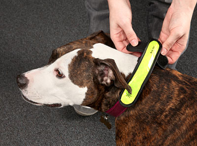 DogLeash02.jpg