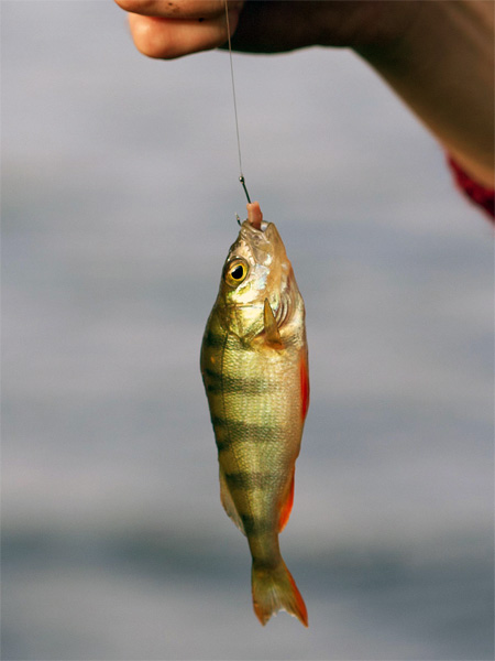 Competitor150_3.jpg