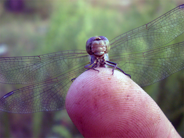 Competitor161_3.jpg
