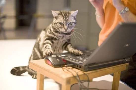 content_funny_cat_picture_233.jpg