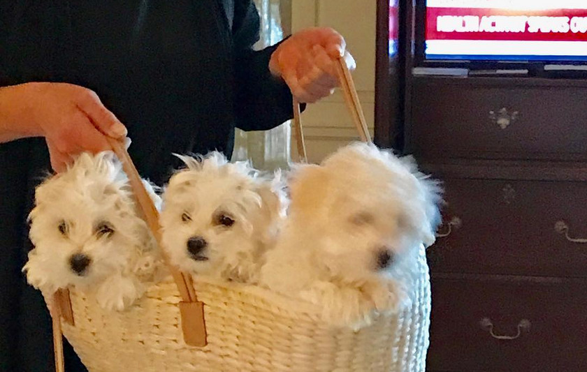 Barbra Streisand cloned her favorite dog. Twice