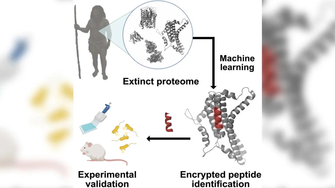 L'IA a ramené à la vie des molécules antimicrobiennes de Neandertal pour lutter contre les superbactéries-2