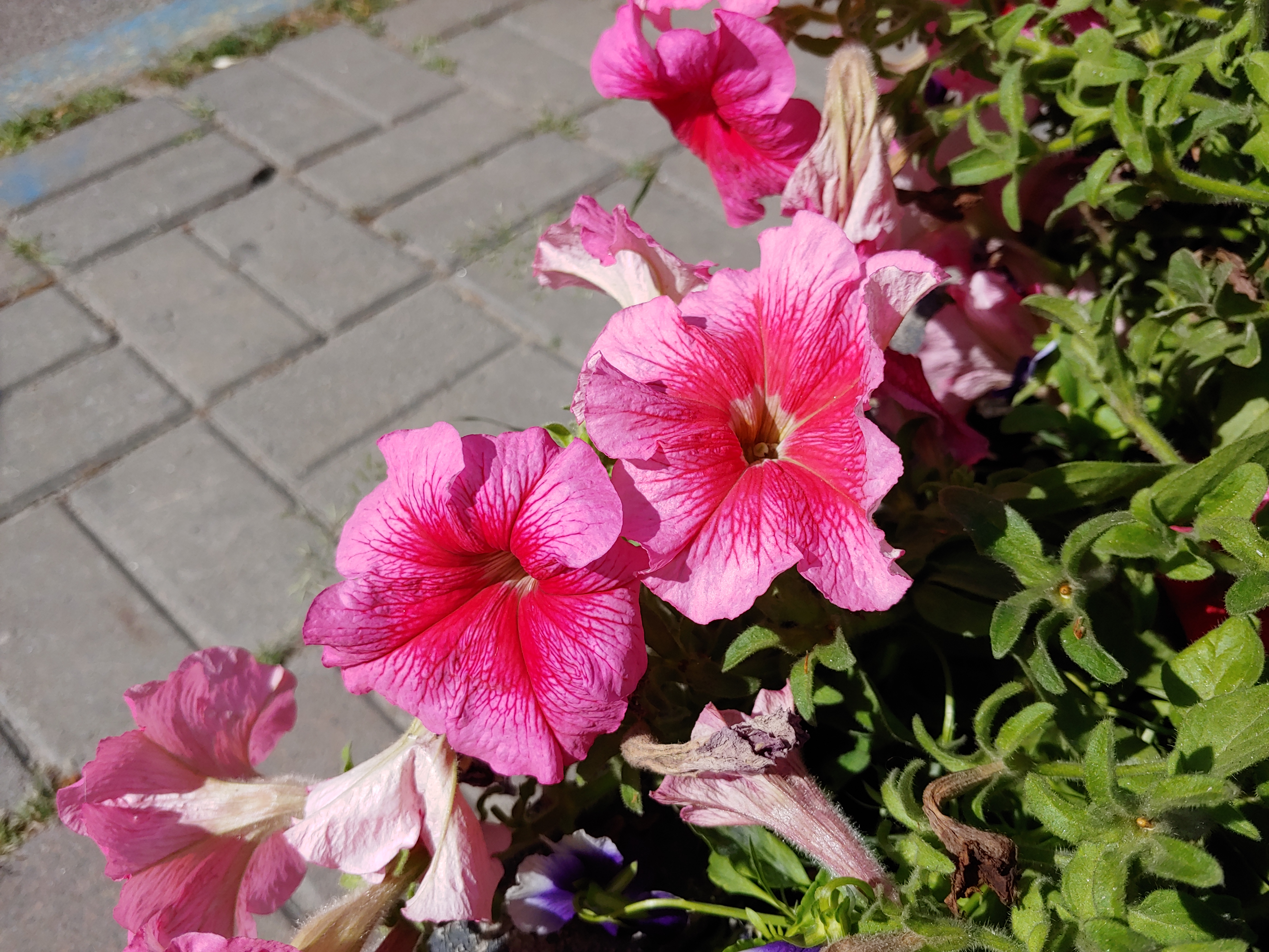 20180625_100139.jpg