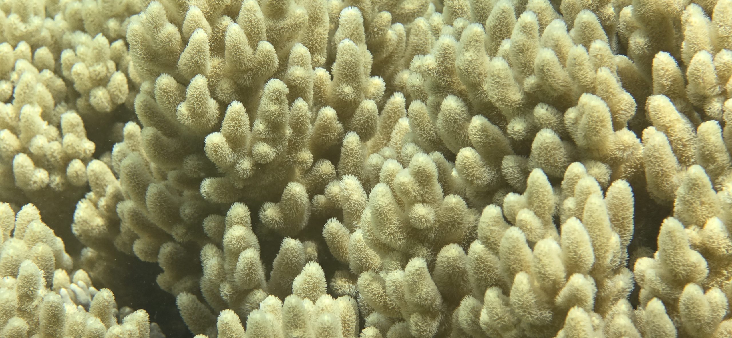 Underwater photo of coral reef 1