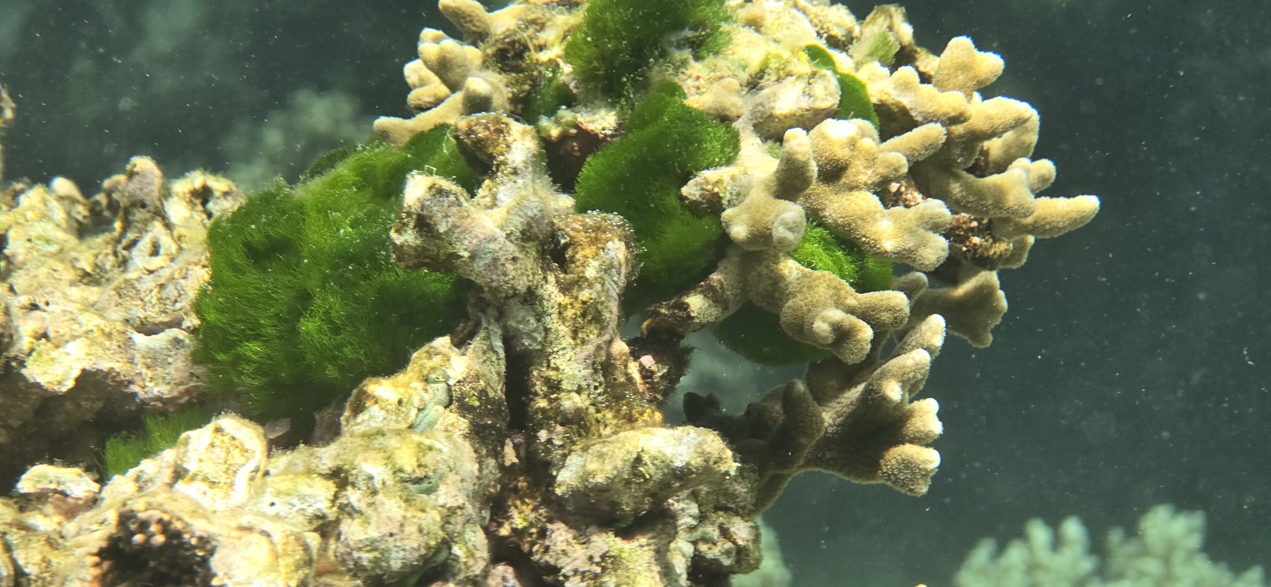 Underwater photo of coral reef 2