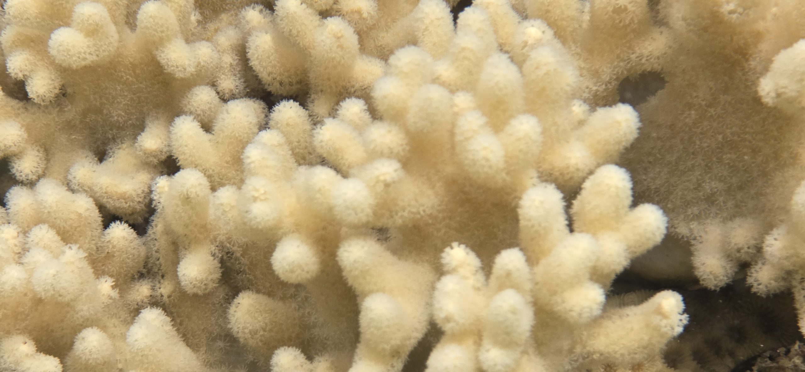 Underwater photo of coral reef 3