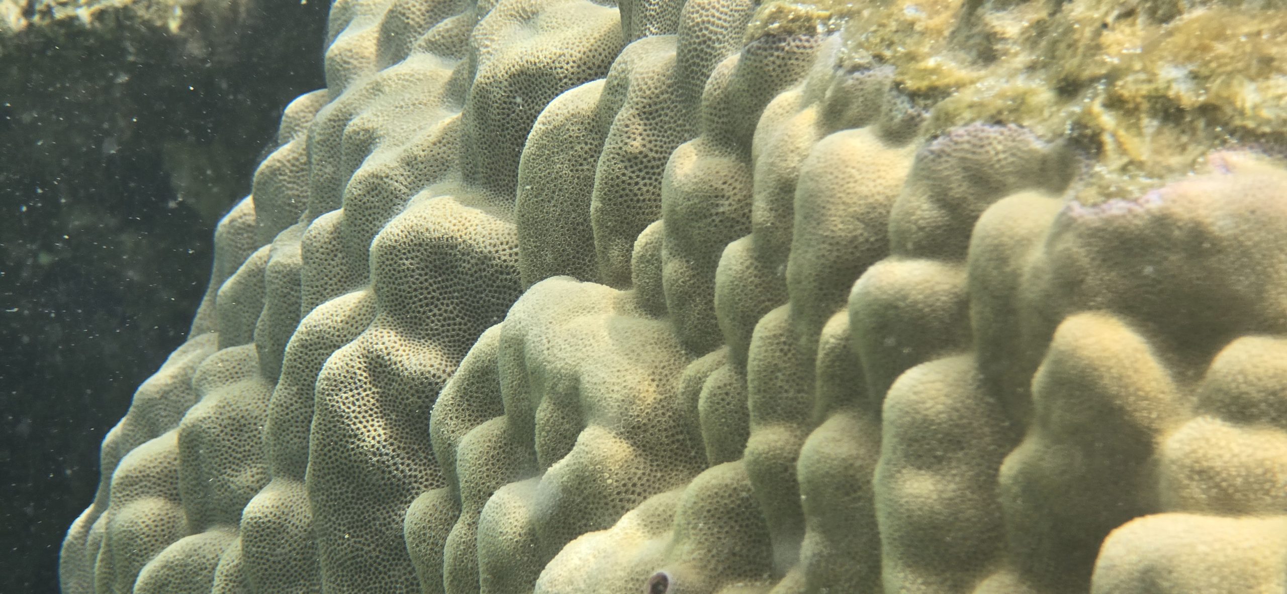 Underwater photo of coral reef 4