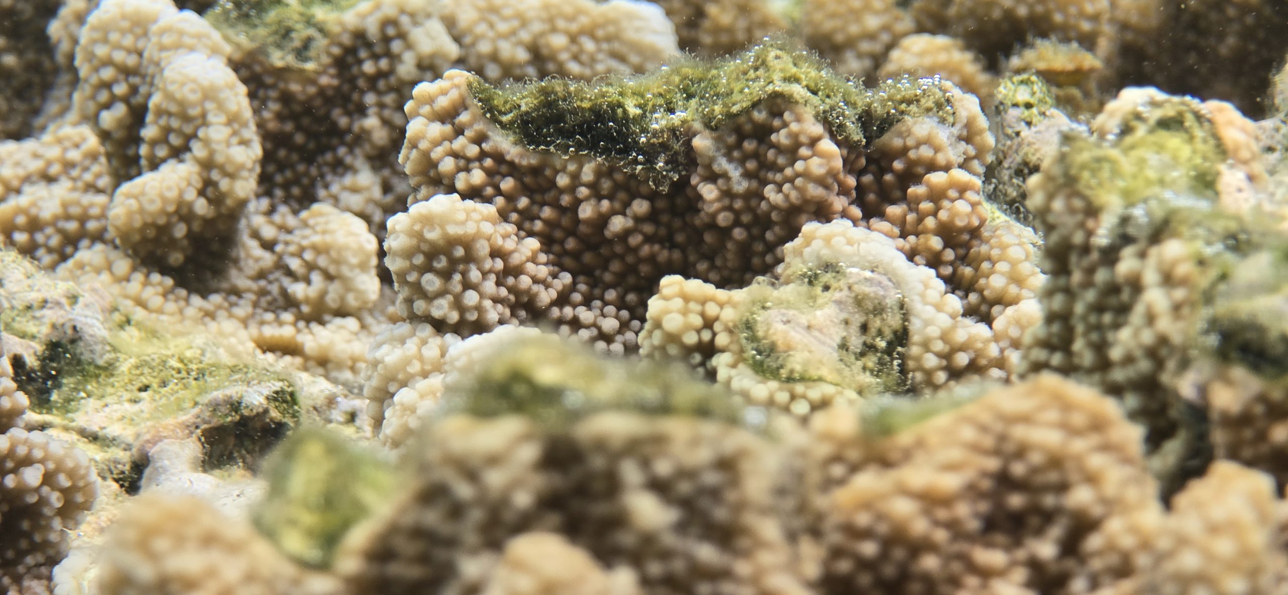 Underwater photo of coral reef 5