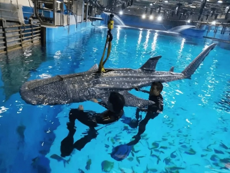 Give us our money back! Visitors to a Chinese oceanarium are outraged to be shown a robotic shark instead of a live sea giant-2