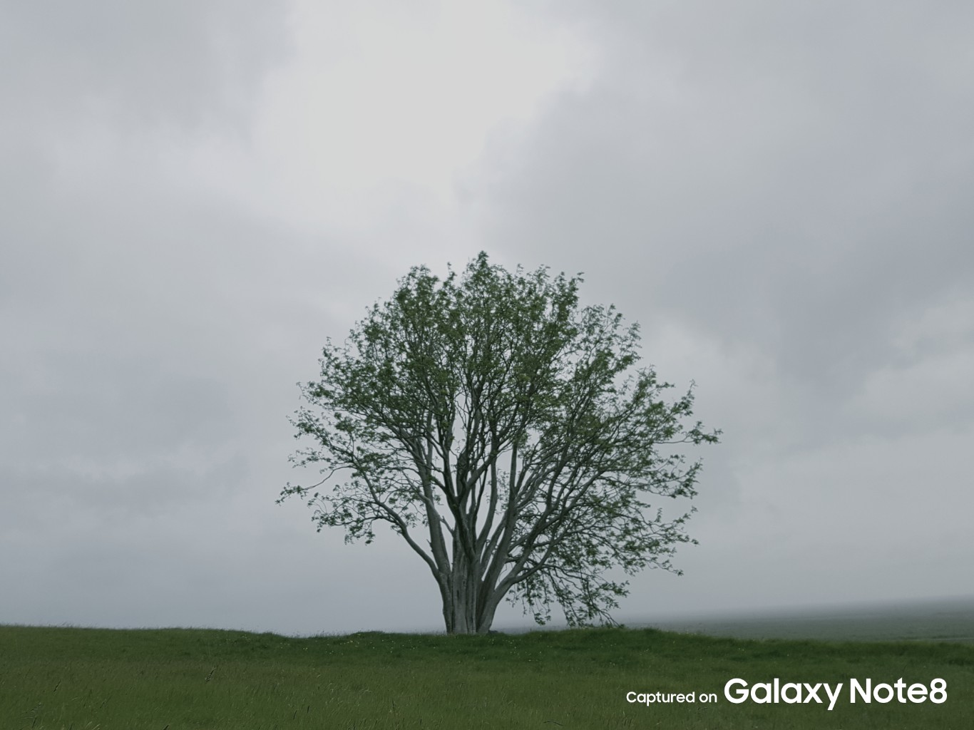 Galaxy-Note-8-official-sample-main-camera-1.jpg