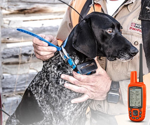 Garmin Astro 430/T 5 Dog Tracking Bundle review