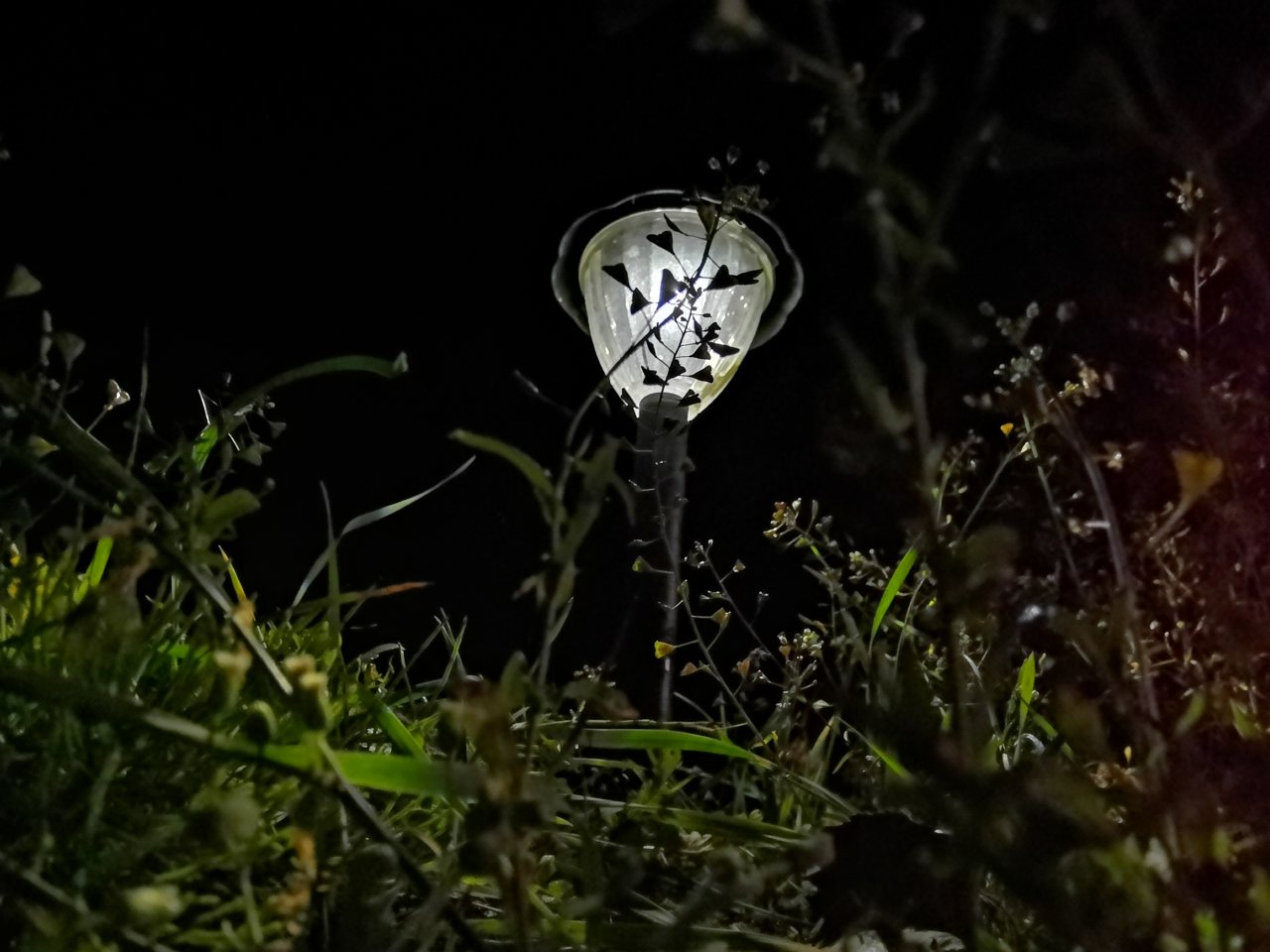 Honor_PLay_CameraNightShot07.jpg