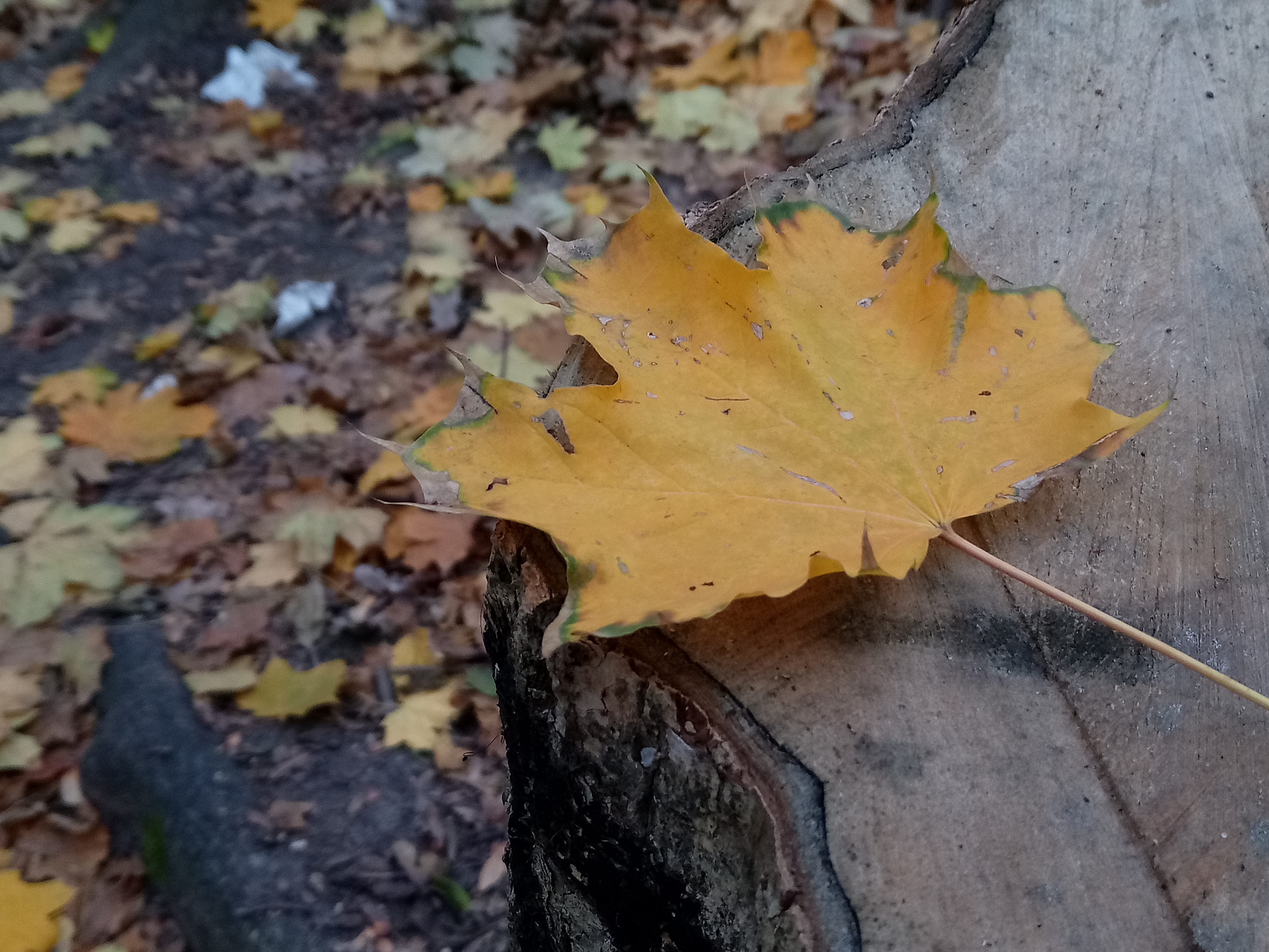 IMG_20181101_141758.jpg
