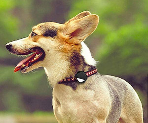 PetFon Pet GPS Real-Time Tracking Collar Device review