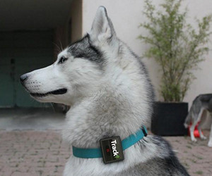 Tracki 2020 Model Mini Real time GPS Tracker review
