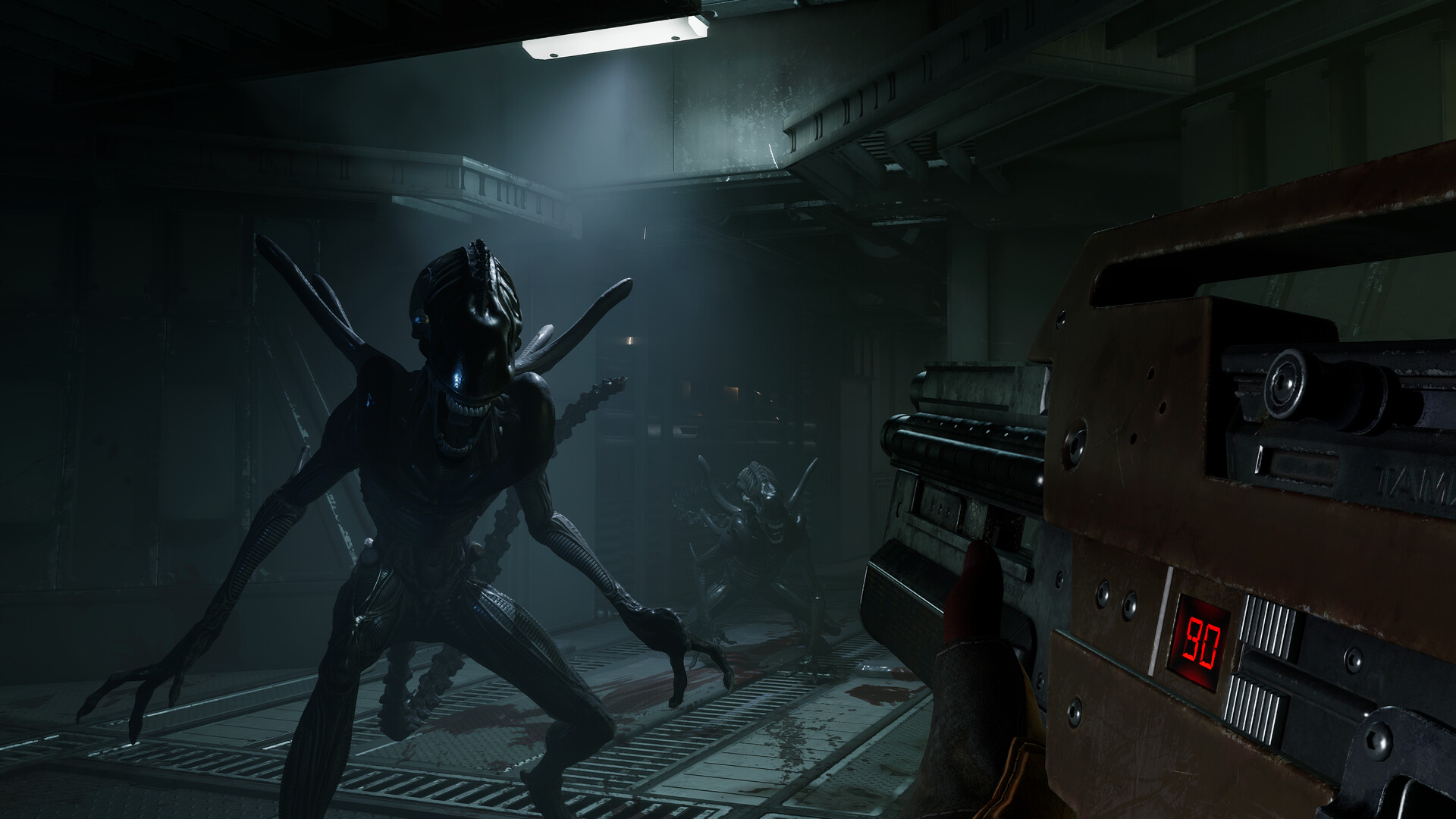 Synthetic companion Davis 01