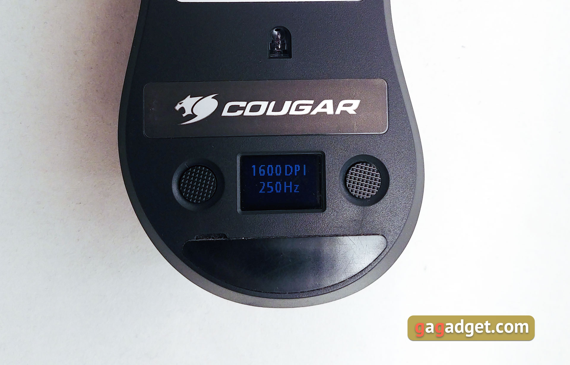 cougar-surpassion-19.jpg