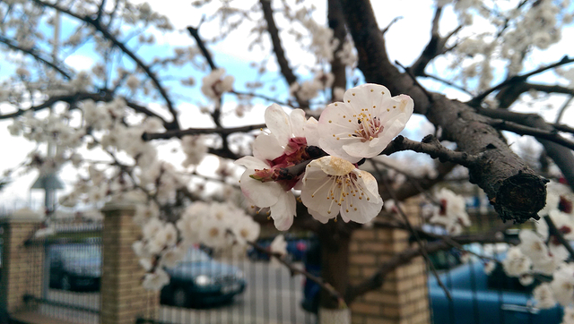 Сравнение качества фотосъёмки флагманских смартфонов: HTC One M8 vs. LG G2 vs. Samsung Galaxy S5-8
