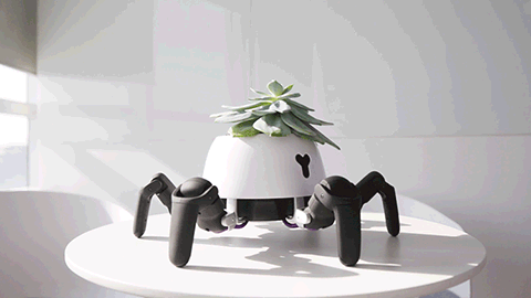 hexa-plant-on-the-sun-2.gif
