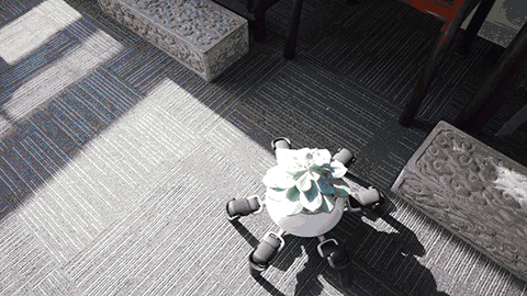 hexa-plant-on-the-sun-3.gif