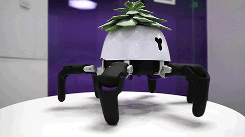 hexa-plant-on-the-sun-angry.gif