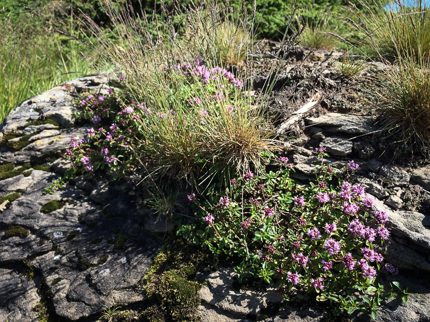 iPhone 5S в Карпатах. Опыт похода в горы со смартфоном Apple-5
