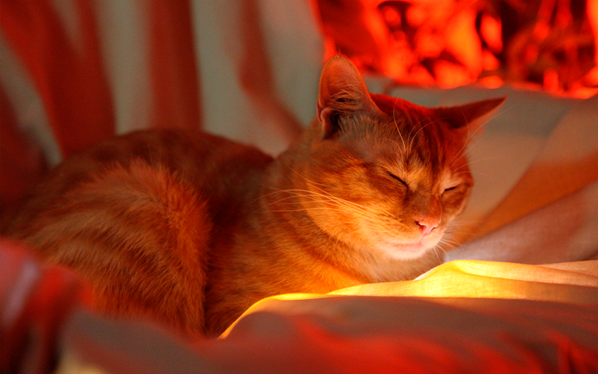 L'histoire de Stray : comment un chat d'une cybercité est devenu la découverte de l'année et a influencé l'industrie du jeu.-73