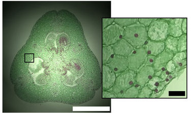 phone-microscope-led-3.jpg