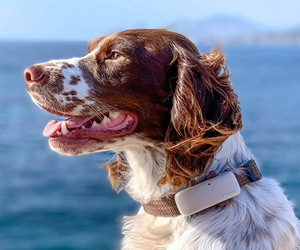 Tractive LTE GPS Dog Location & Activity Tracker review