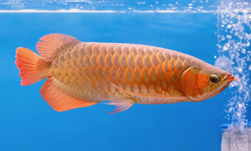 Зображення Bionic Arowana
